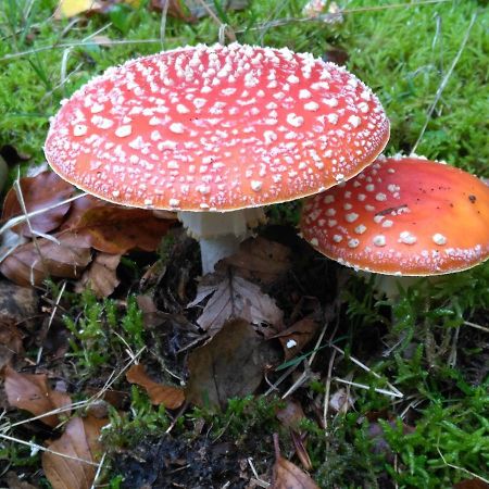 Moorhexe Apartman Gelbensande Kültér fotó